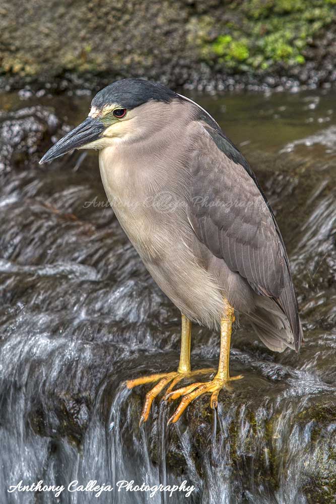 Black crowned night heron Black crowned night heron