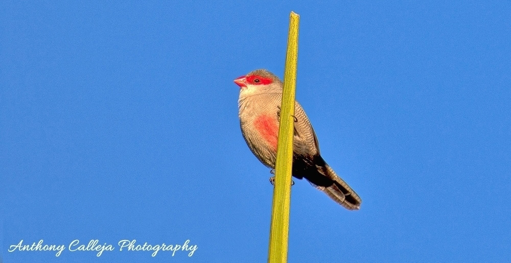 common waxbill - birds Oahu Hawaii common waxbill - birds Oahu Hawaii