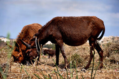 Donkeys in Gozo