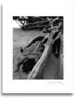 Limited edition Prints