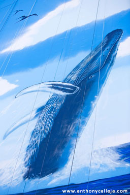 Hawaii Artist Wyland at Work