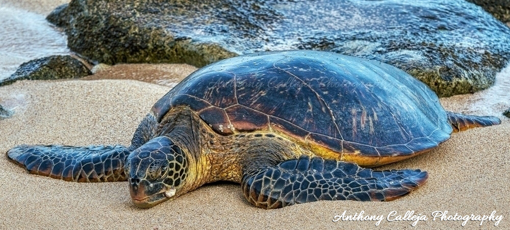 Hawaiian Green Sea Turtle