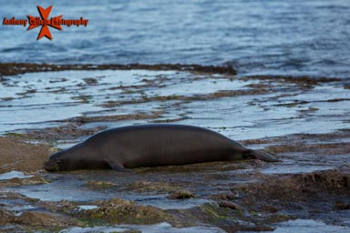 Hawaiian Monk Seal