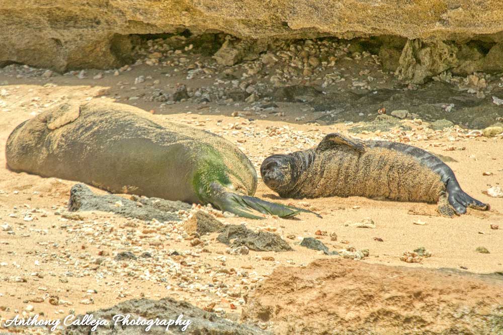 Hawaiian Monk Seal Honey Girl gave birth to her 12th Pup on the 8th of May 2019 - North Shore, Hawaii