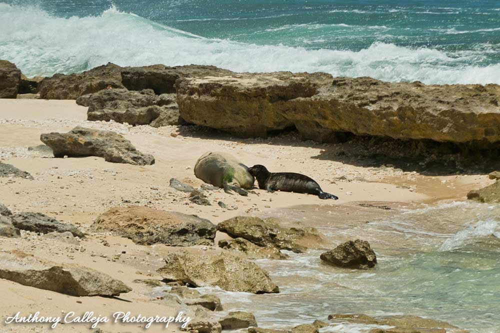 Hawaiian Monk Seal Honey Girl, nusing her Pup, born on the 8th of May 2019 - North Shore, Hawaii