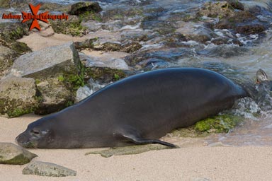 Hawaiian Monk Seal