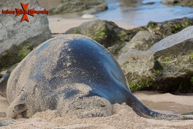 Hawaiian Monk Seal