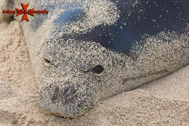 Hawaiian Monk Seal