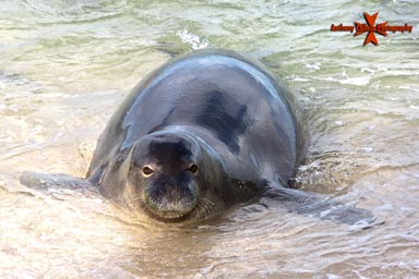 Hawaiian Monk Seal