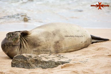 Hawaiian Monk Seal