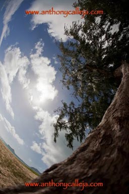 Ironwood tree Waimanalo beach