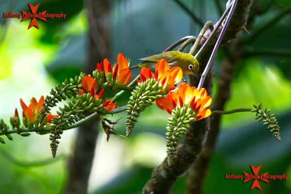 Japanese White Eye Japanese White Eye Birds of Oahu