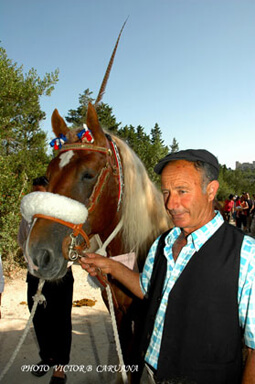 Maltese Farmer Maltese Farmer