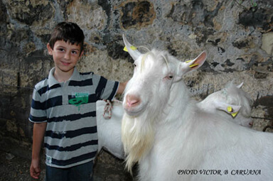 Maltese Shepherd Boy