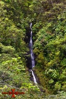 Manoa Falls Honolulu Hawaii