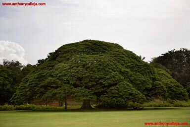 Black Monkeypod tree