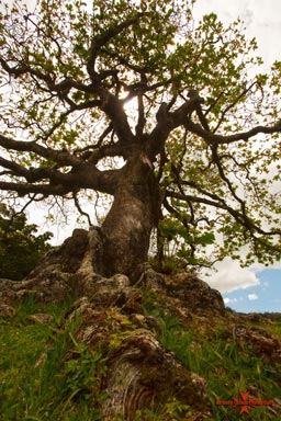 Old Tree near Queen Emmas Summer Palace
