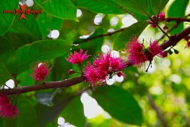 Pink Hawaiian Flower