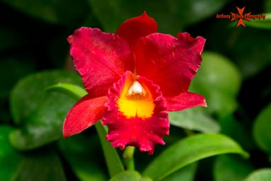 Red Orchid Flower