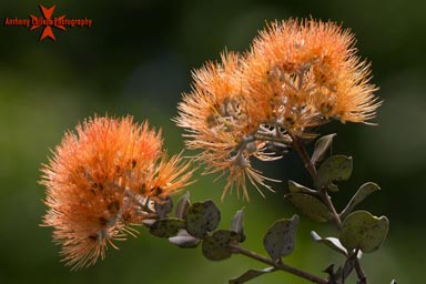 Salmon Lehua flower
