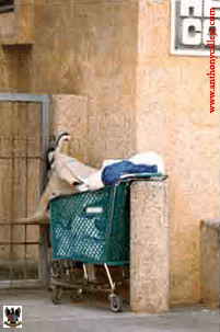 Slippers 1997 Slippers 1997