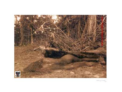 The Resurrection © 1998