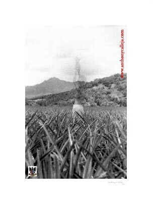 The Spirit of The Plantation Worker ©1997