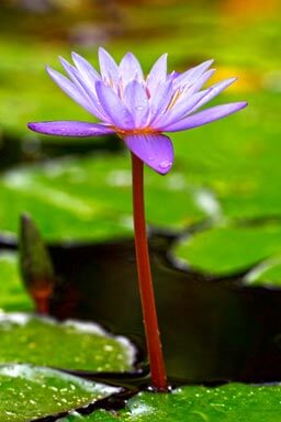Tropical Water Lily