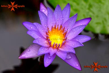Tropical Water Lily