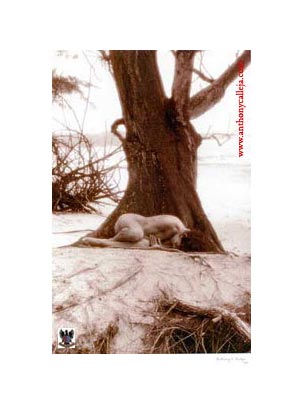 Artistic Photography #11 © 1998