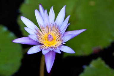 Tropical Water Lily