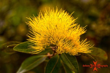 Yellow Lehua flower, Hoomaluhia Botanical Gardens, Kaneohe, Oahu, Hawaii