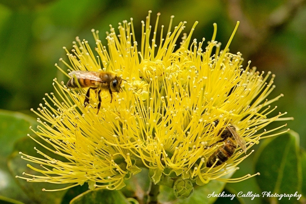 yellow lehua lower with bumble bees